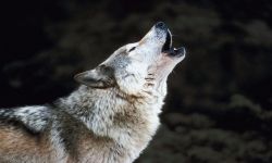 مدرسة تسمح لتلميذ بالتعريف على نفسه بأنه ذئب!